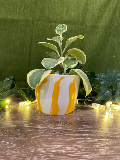 Indoor Plant Pot