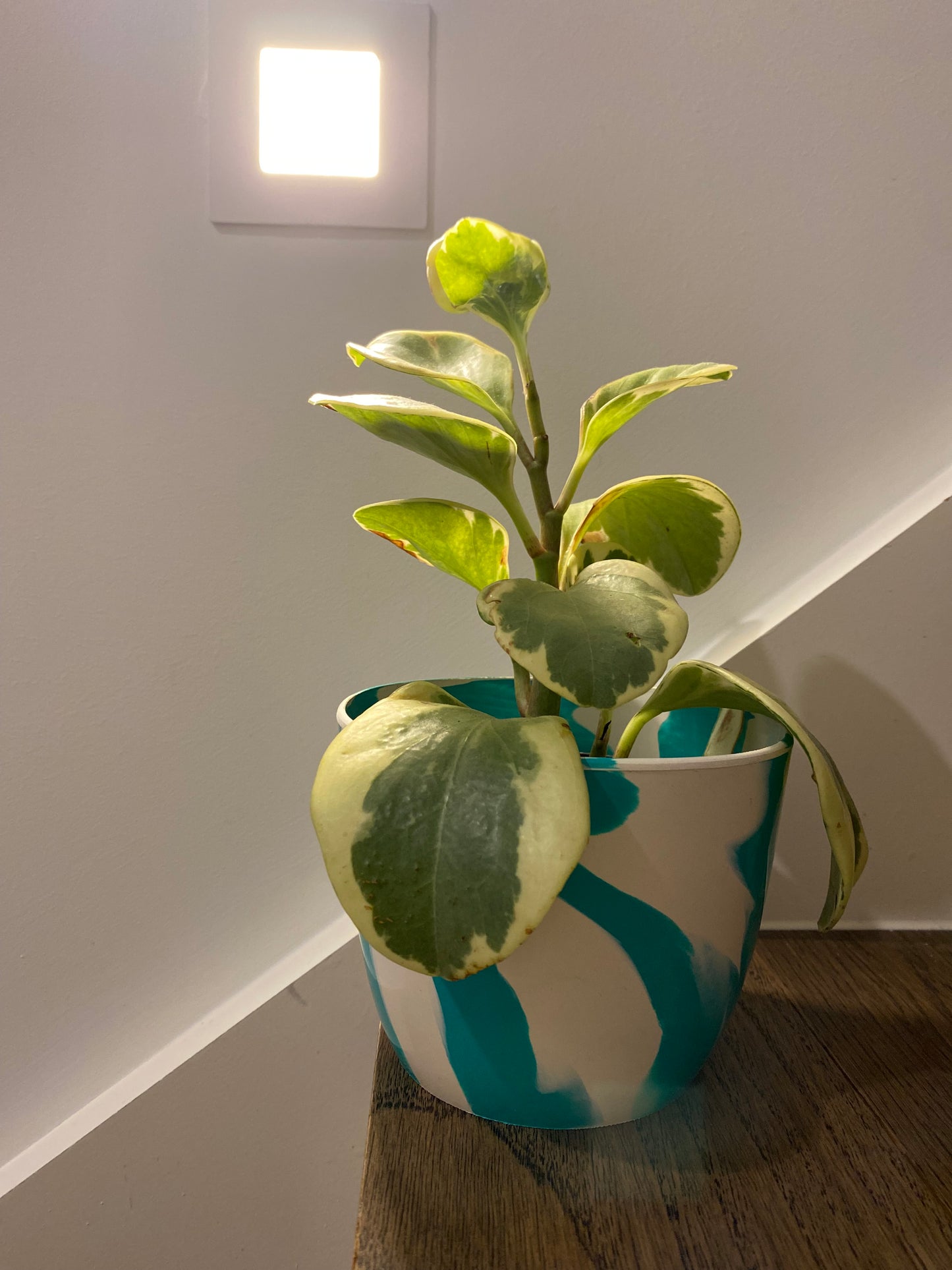 Indoor Plant Pot