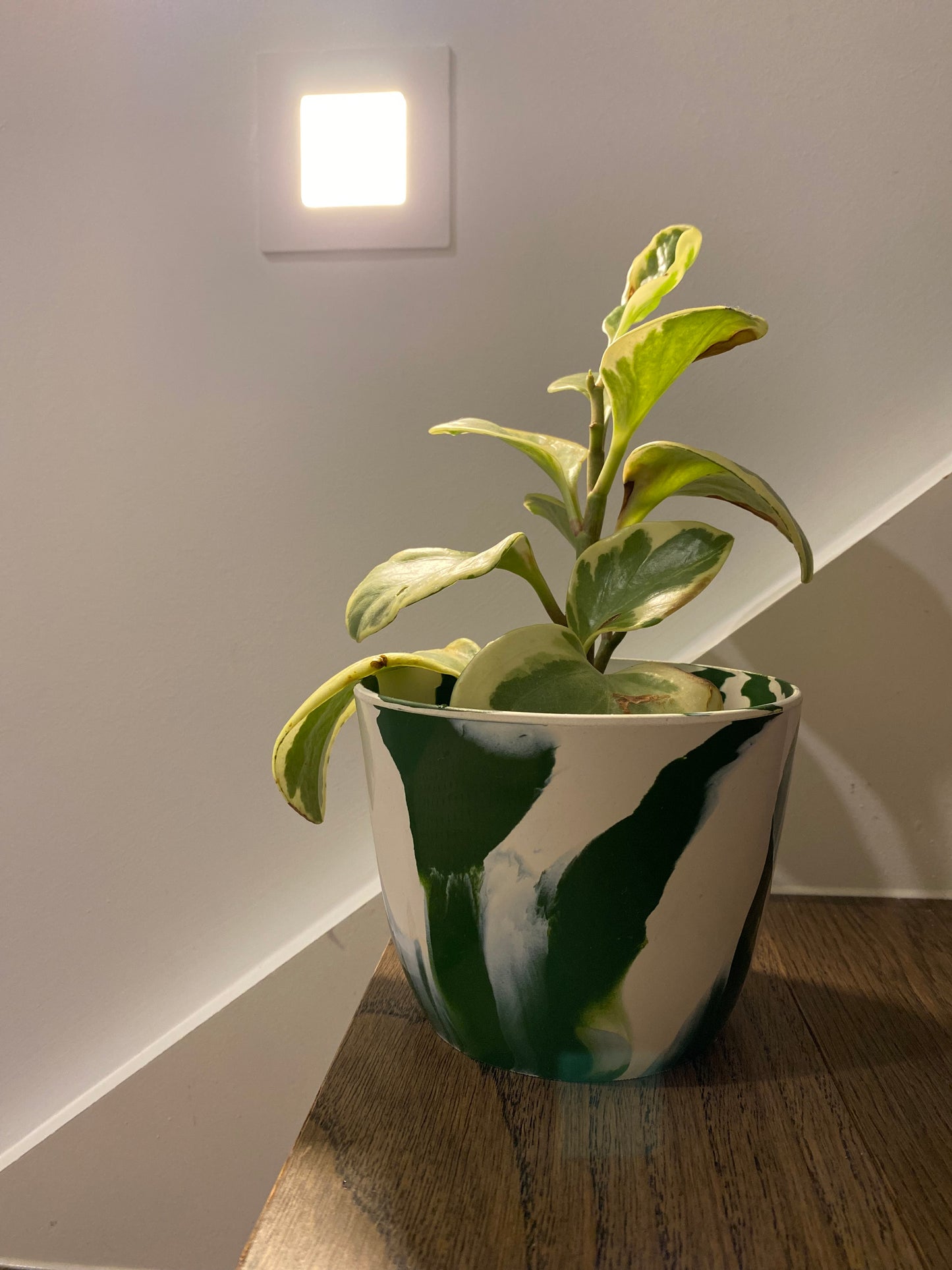 Indoor Plant Pot