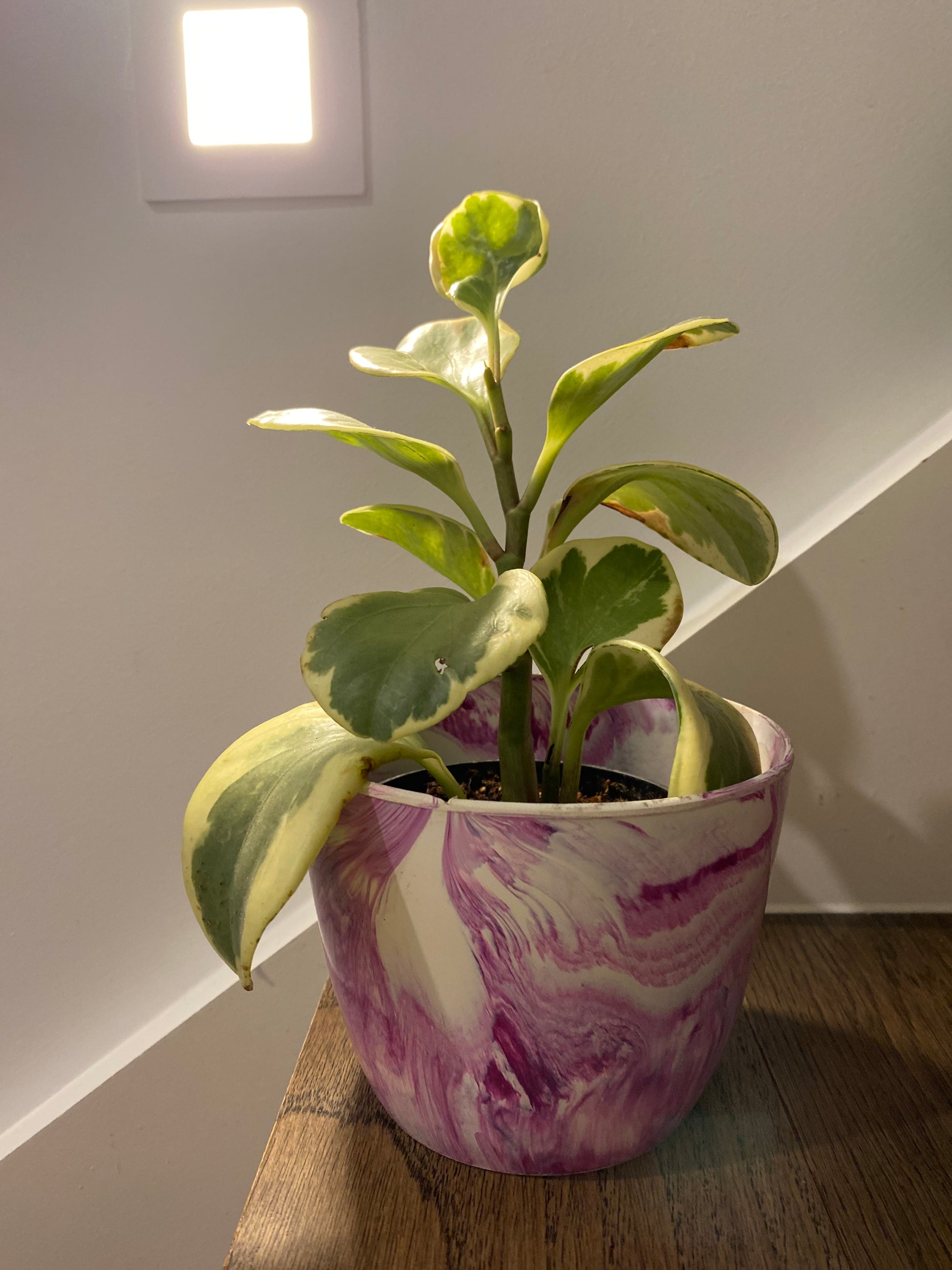 Indoor Plant Pot