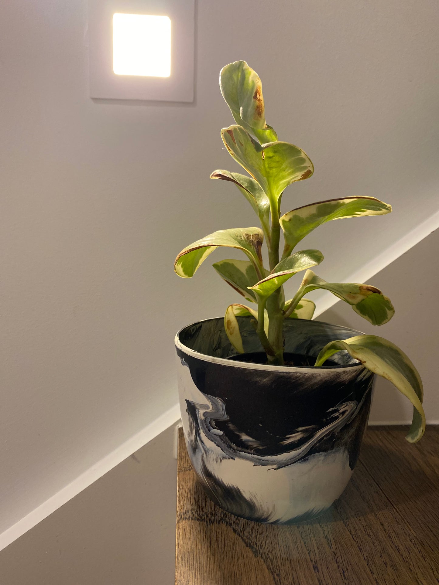 Indoor Plant Pot