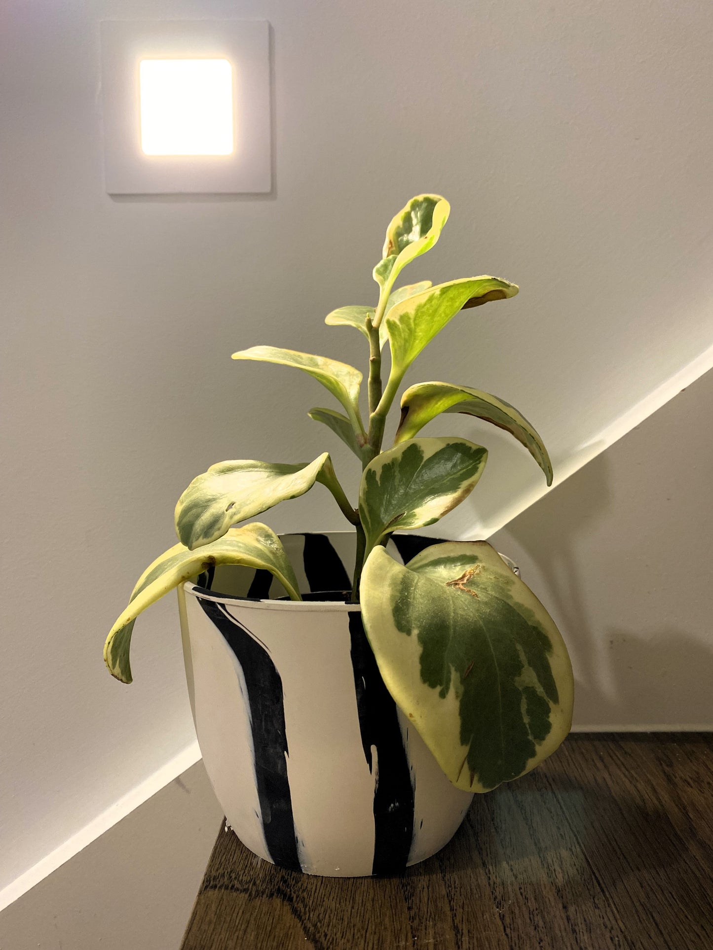 Indoor Plant Pot