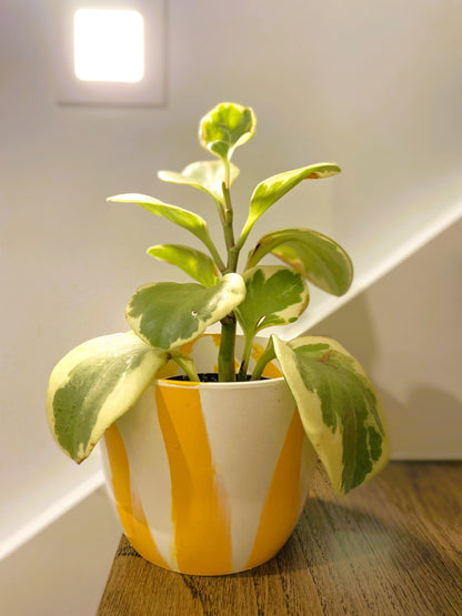 Indoor Plant Pot